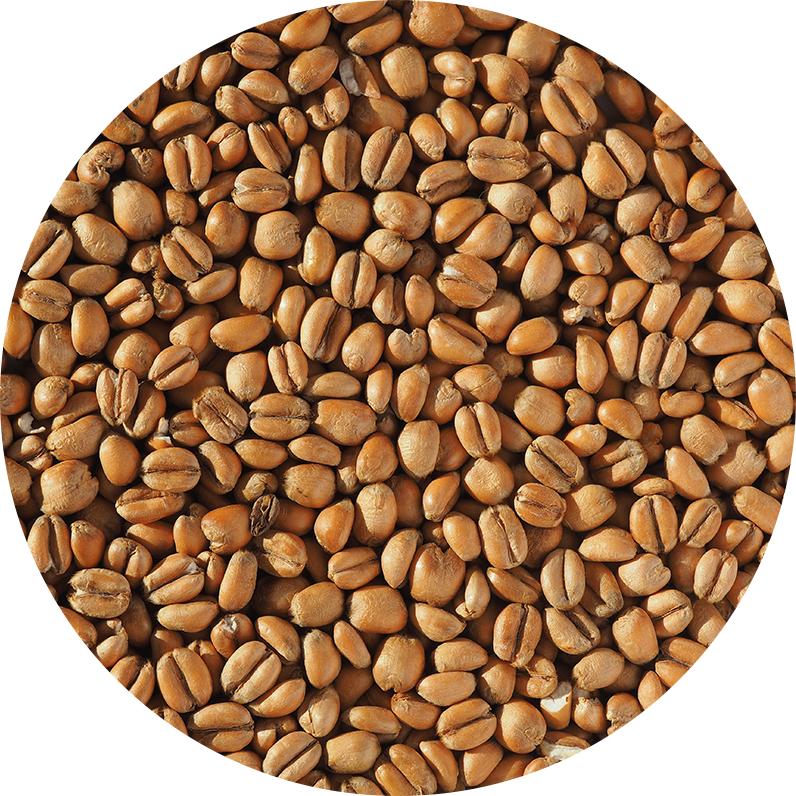Torrefied Wheat - Crisp