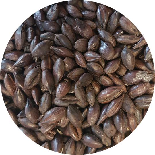 Roasted Barley - Crisp