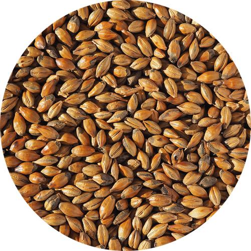 Brown - Crisp